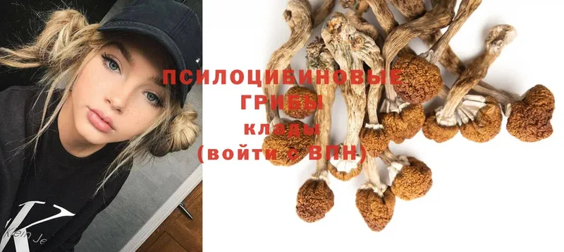 Псилоцибиновые грибы Cubensis  Копейск 